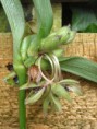 /album/eendagsbloem/tradescantia-tros-dillenburgstraat-omwinsel-jpg/